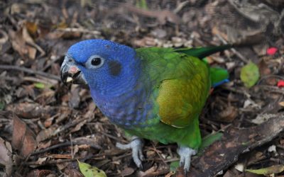 Animals and Plants as People