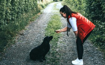Do dog trainers use animal communicators?