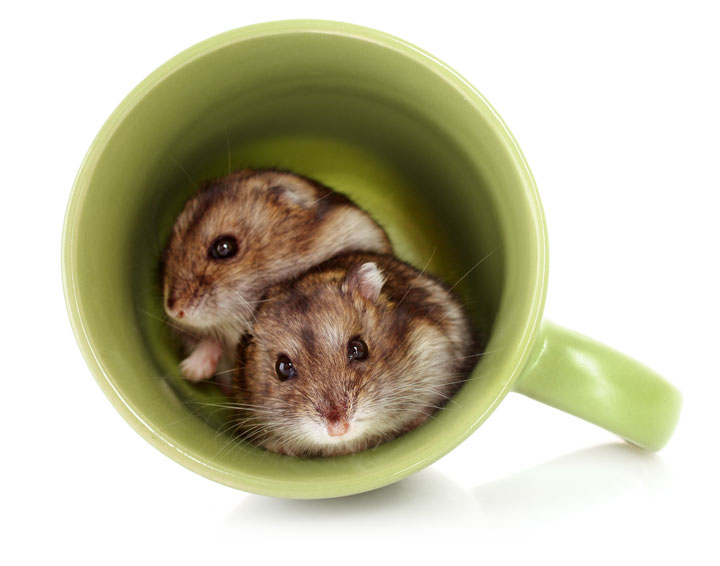 2-hamsters-in-cup