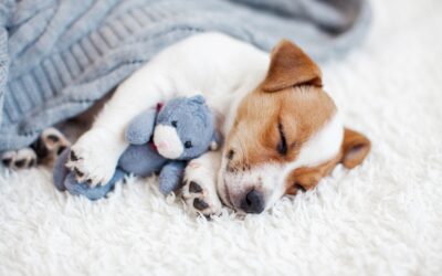 What about dreams and animals?