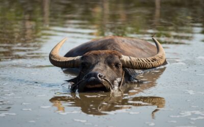 Vision of a Water Buffalo