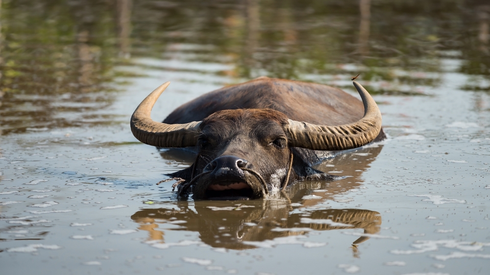 vision of a water buffalo