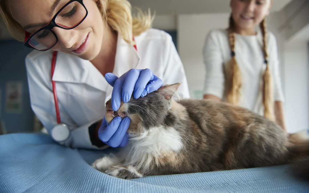 cat's painful dental surgery experience