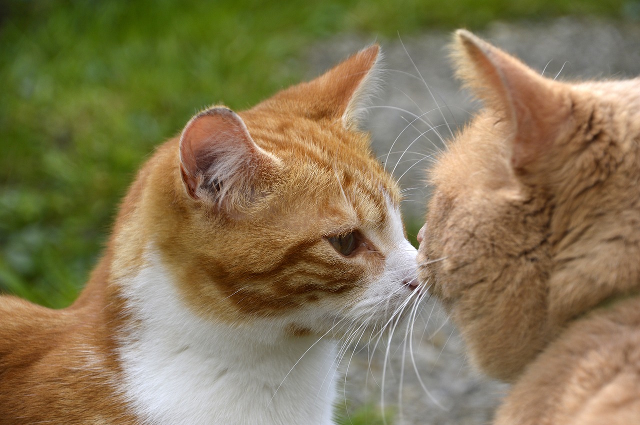 Touch cats. Кошачий поцелуй. Котики целуются. Котята целуются. Поцелуй котика.