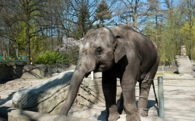 Nonhuman Rights Project is making a difference