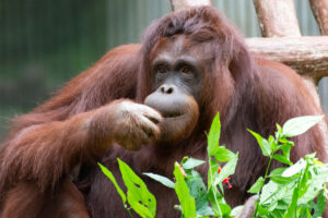 orangutan in love
