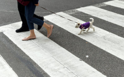 The DeBlase Legal Decision: when a dog legally became a person