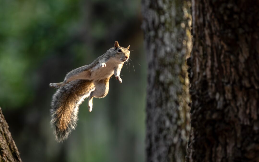 Squirrel joins my dogs and me