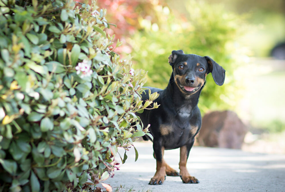 pet trying to tell you