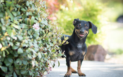 5 things your pet is trying to tell you