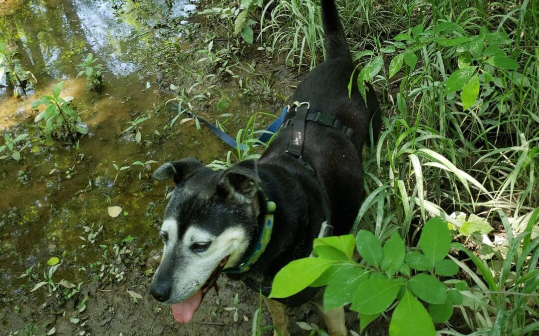 difficult decisions tibor