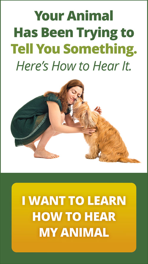 5 things Your Pets Want You to Know