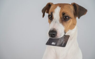 Is animal communication a scam?