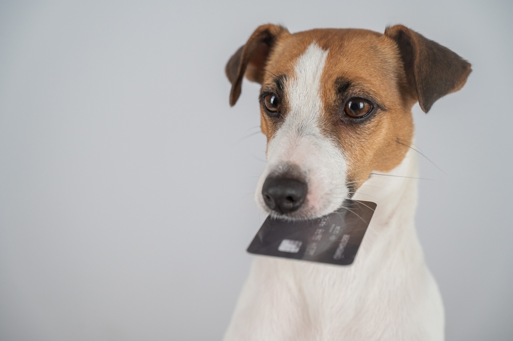 is animal communication a scam