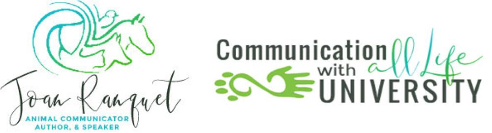 animal communication training